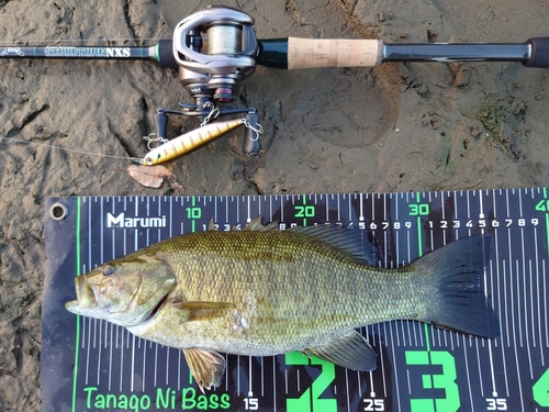 スモールマウスバスの釣果