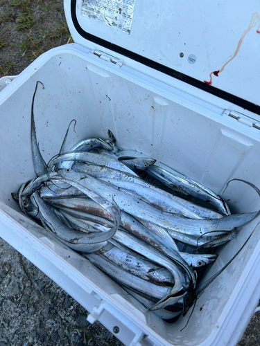 タチウオの釣果