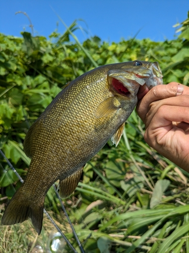 スモールマウスバスの釣果