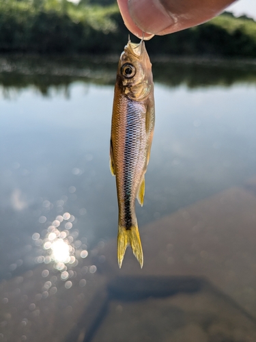 カワムツの釣果