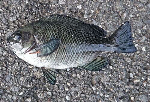 メジナの釣果