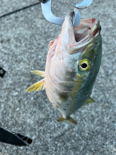 ツバスの釣果