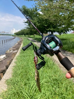 ハゼの釣果