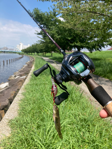 ハゼの釣果