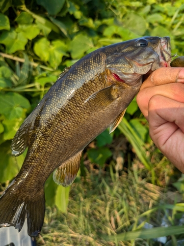 スモールマウスバスの釣果