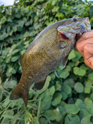 スモールマウスバスの釣果