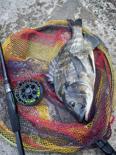 チヌの釣果