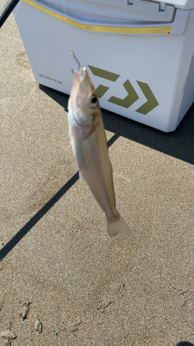 シロギスの釣果