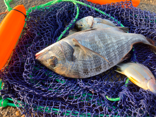 クロダイの釣果