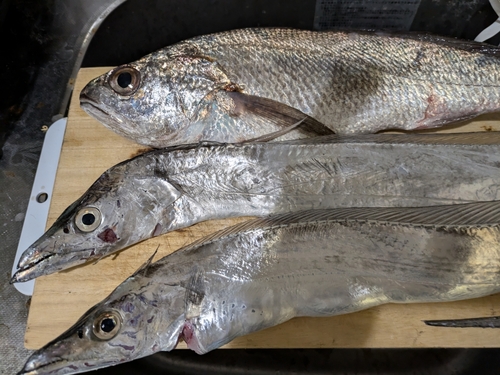 メイゴの釣果