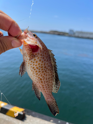 オオモンハタの釣果