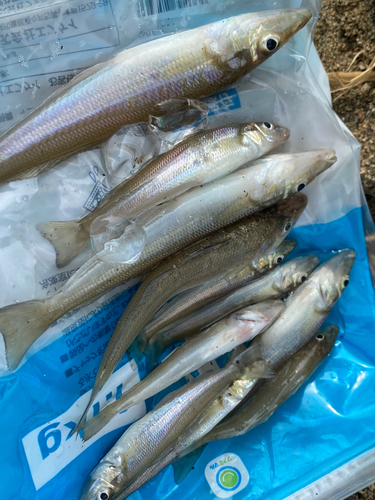 キスの釣果