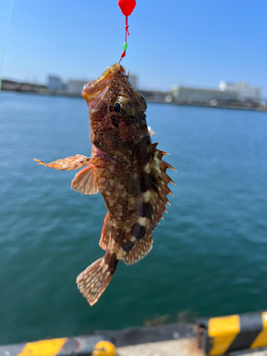 カサゴの釣果