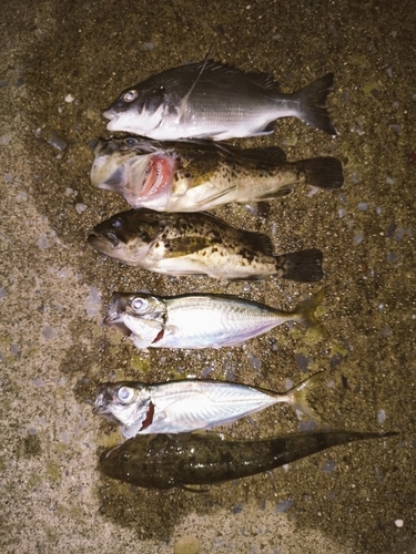 コチの釣果