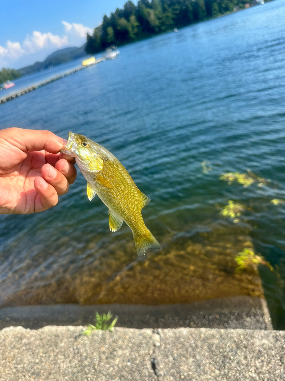 スモールマウスバス