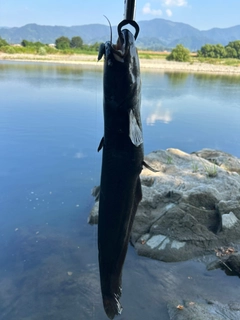 ナマズの釣果