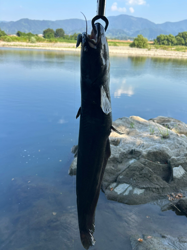 ナマズの釣果