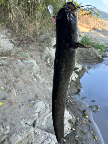 ナマズの釣果