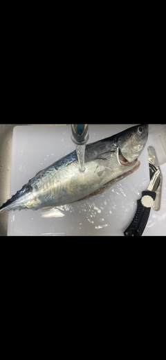 ヒラソウダの釣果