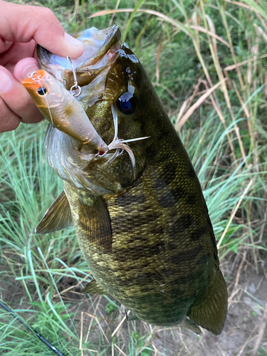 スモールマウスバスの釣果