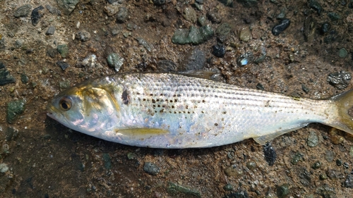 コノシロの釣果