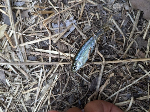 カワムツの釣果