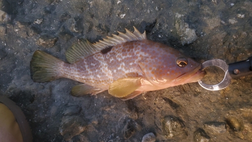 キジハタの釣果