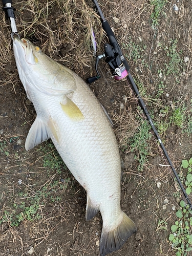 バラマンディの釣果