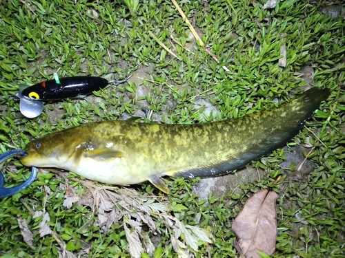 ナマズの釣果