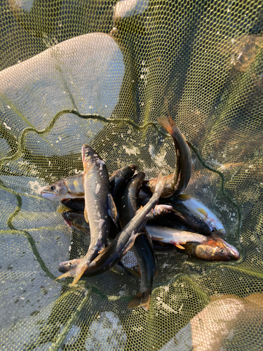 アユの釣果