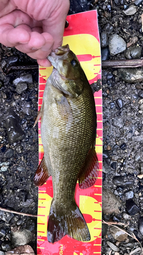 スモールマウスバスの釣果