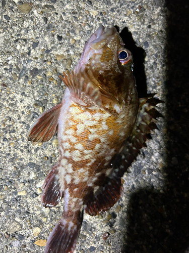 カサゴの釣果