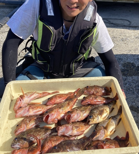 カサゴの釣果