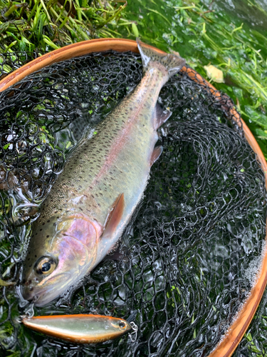 ニジマスの釣果