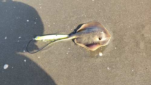 エイの釣果