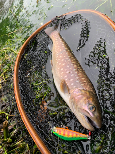 アメマスの釣果