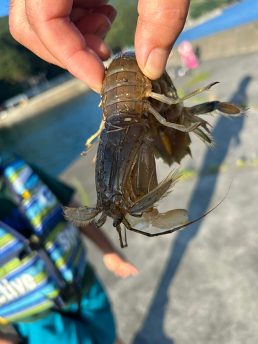 タコの釣果