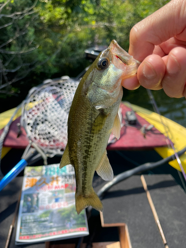 ラージマウスバスの釣果