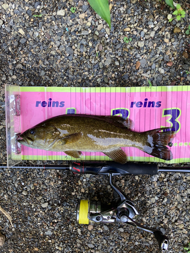 スモールマウスバスの釣果