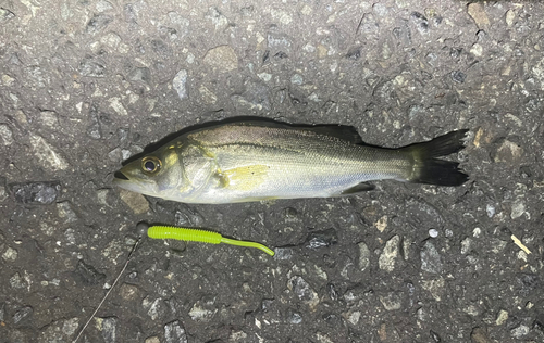 フッコ（ヒラスズキ）の釣果