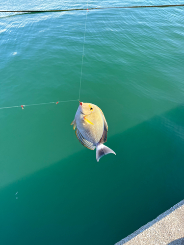 クロハギの釣果