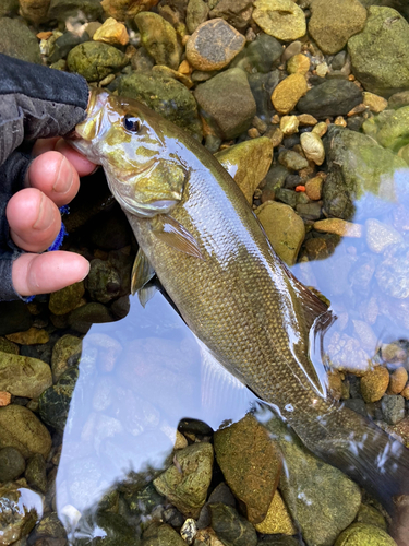 スモールマウスバスの釣果