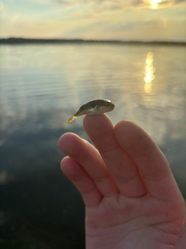 フグの釣果