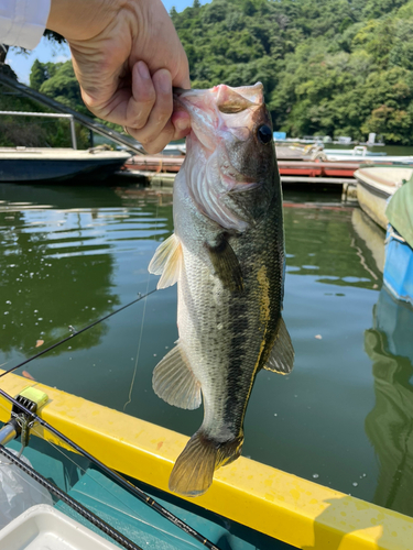 ラージマウスバスの釣果