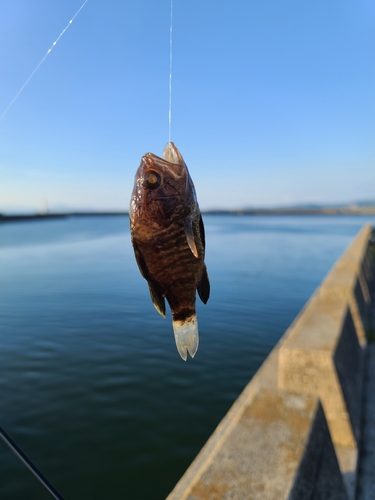 クロイシモチの釣果