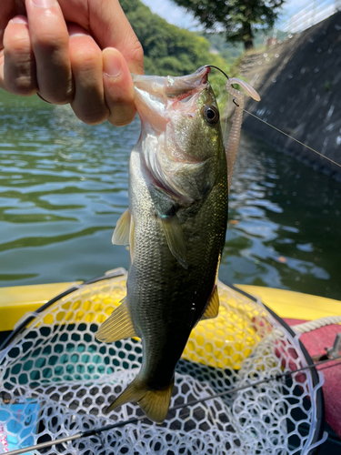 ラージマウスバスの釣果