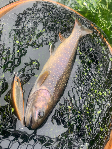 アメマスの釣果