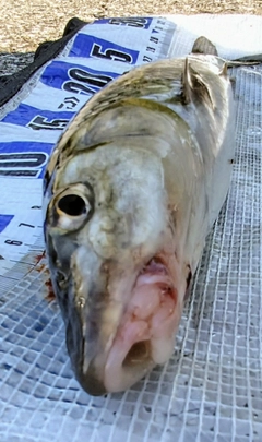 ニゴイの釣果