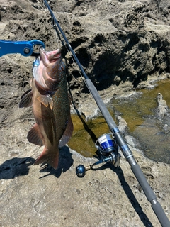 スジアラの釣果