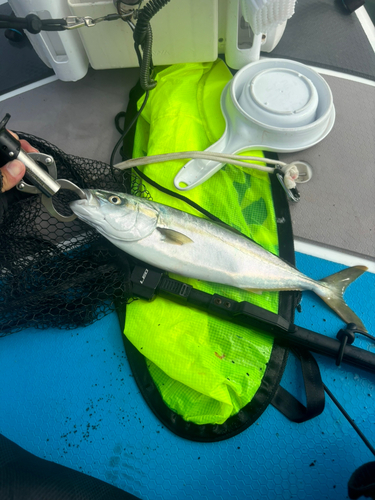 ワカシの釣果